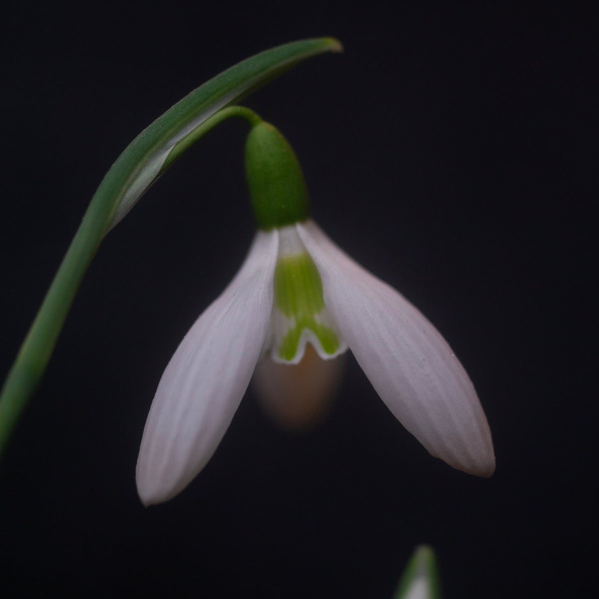 Galanthus plicatus 'Hunton Herald' snowdrop flower
