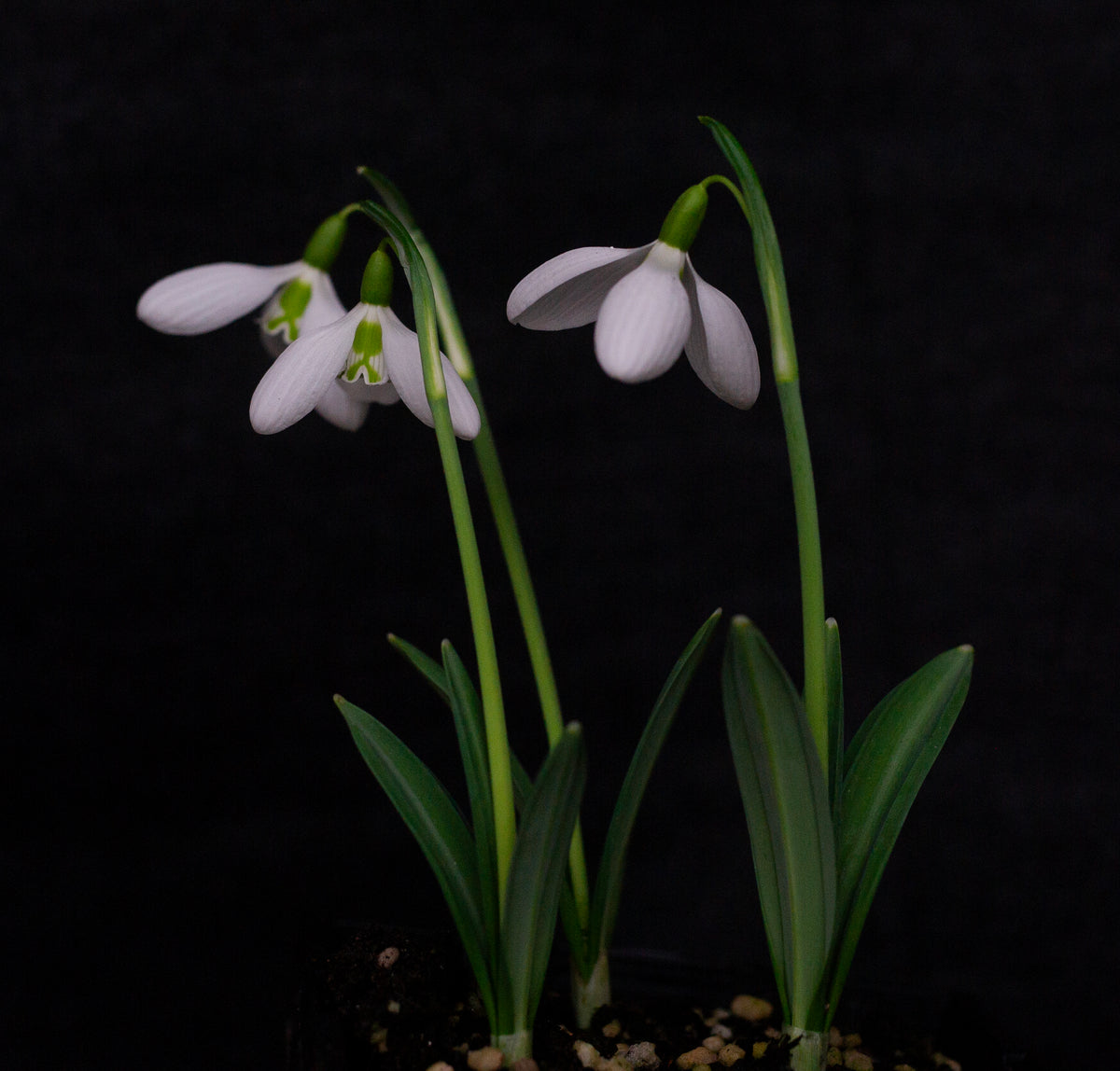 Galanthus plicatus 'Hunton Herald' snowdrop – photo 2