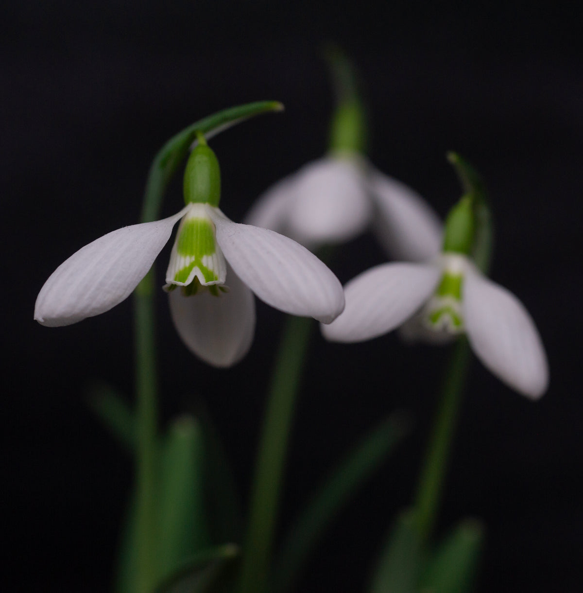 Galanthus plicatus 'Hunton Herald' snowdrop – photo 3