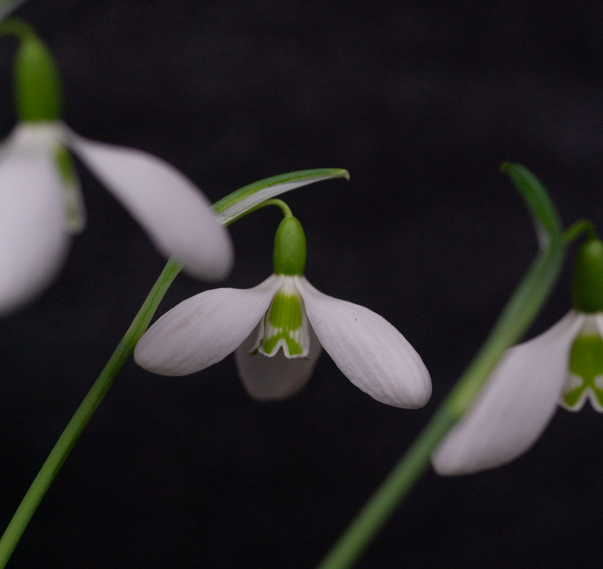 Galanthus plicatus 'Hunton Herald' snowdrop – photo 4