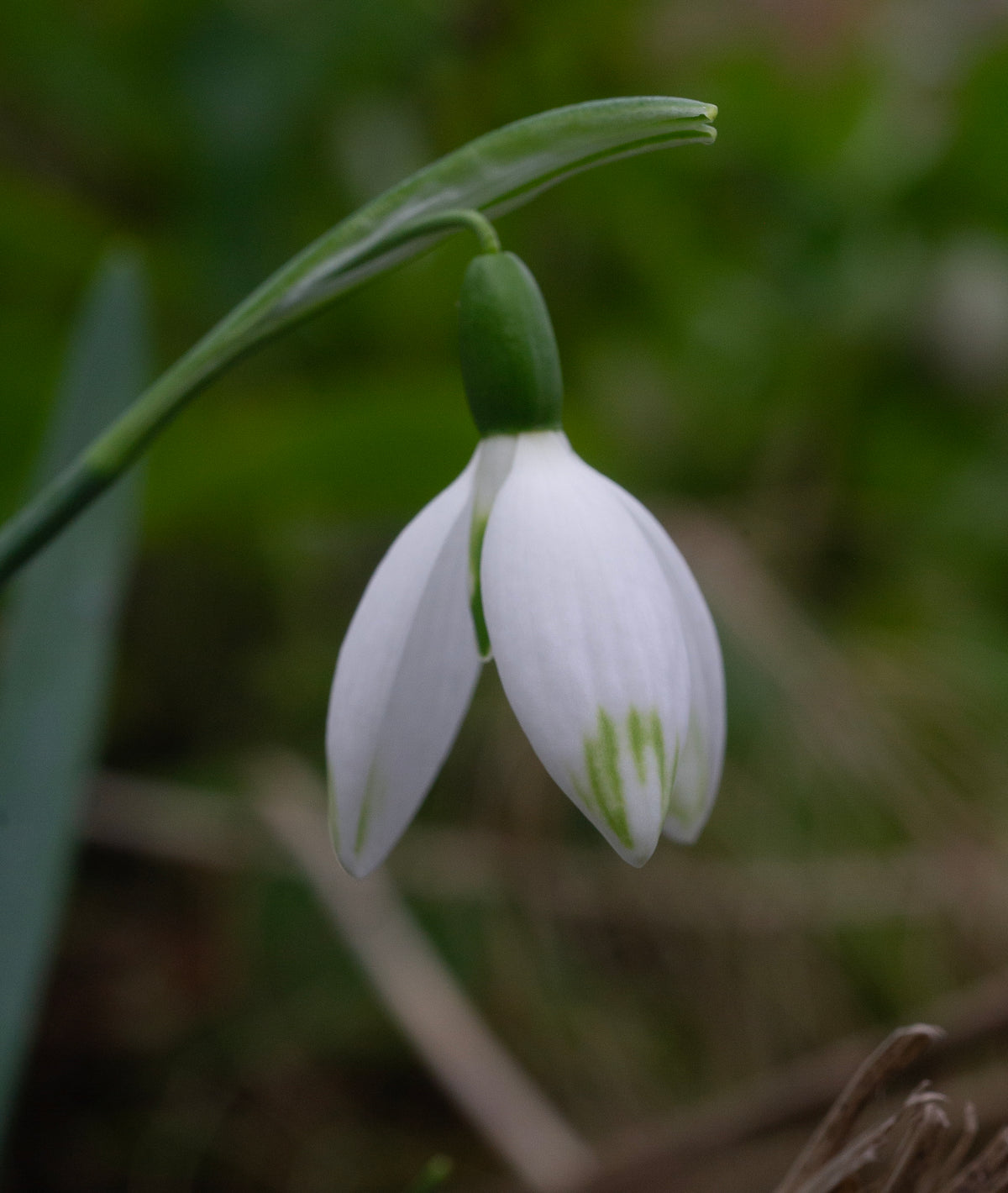 Galanthus elwesii 'Jessica' snowdrop – photo 2