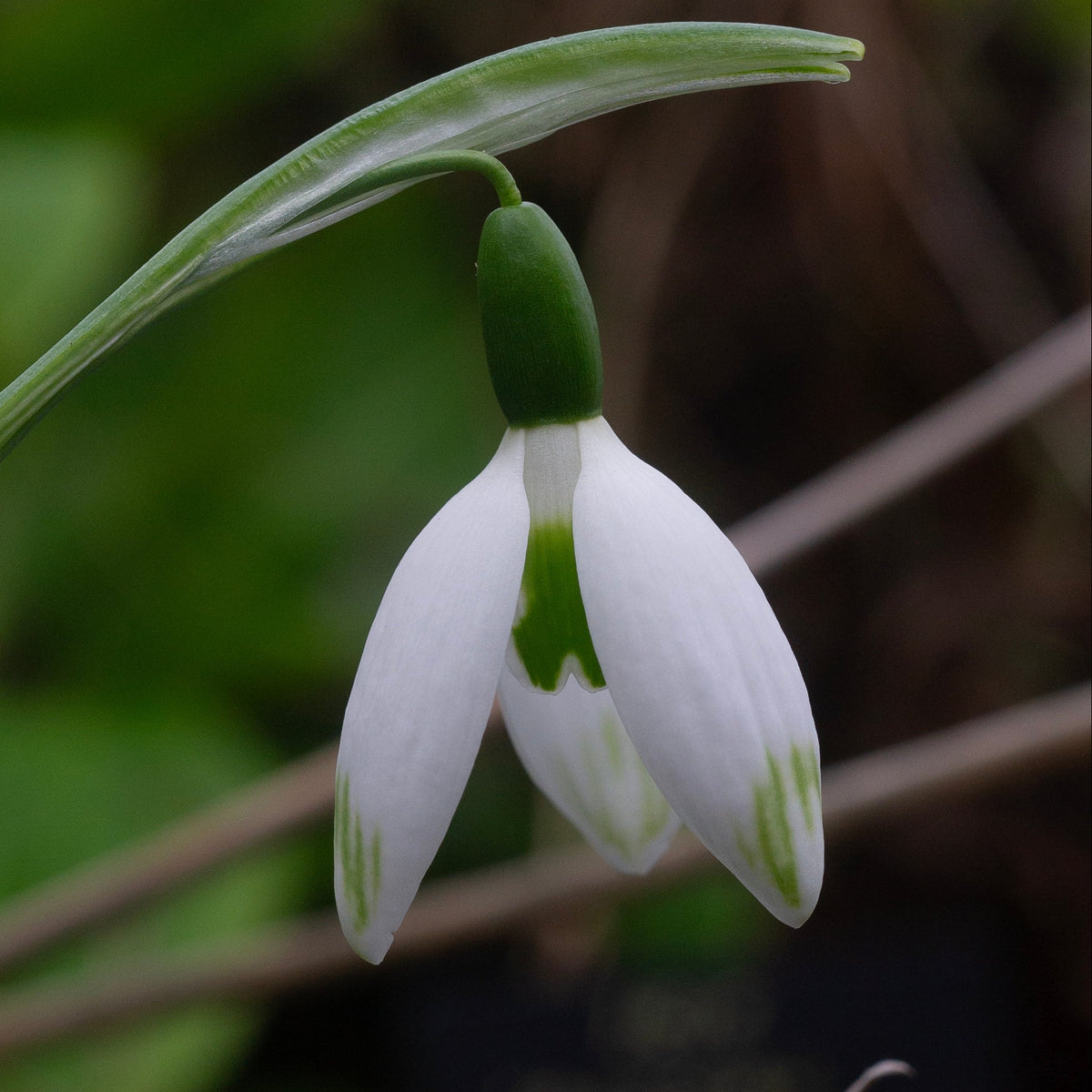 Galanthus elwesii 'Jessica' snowdrop flower
