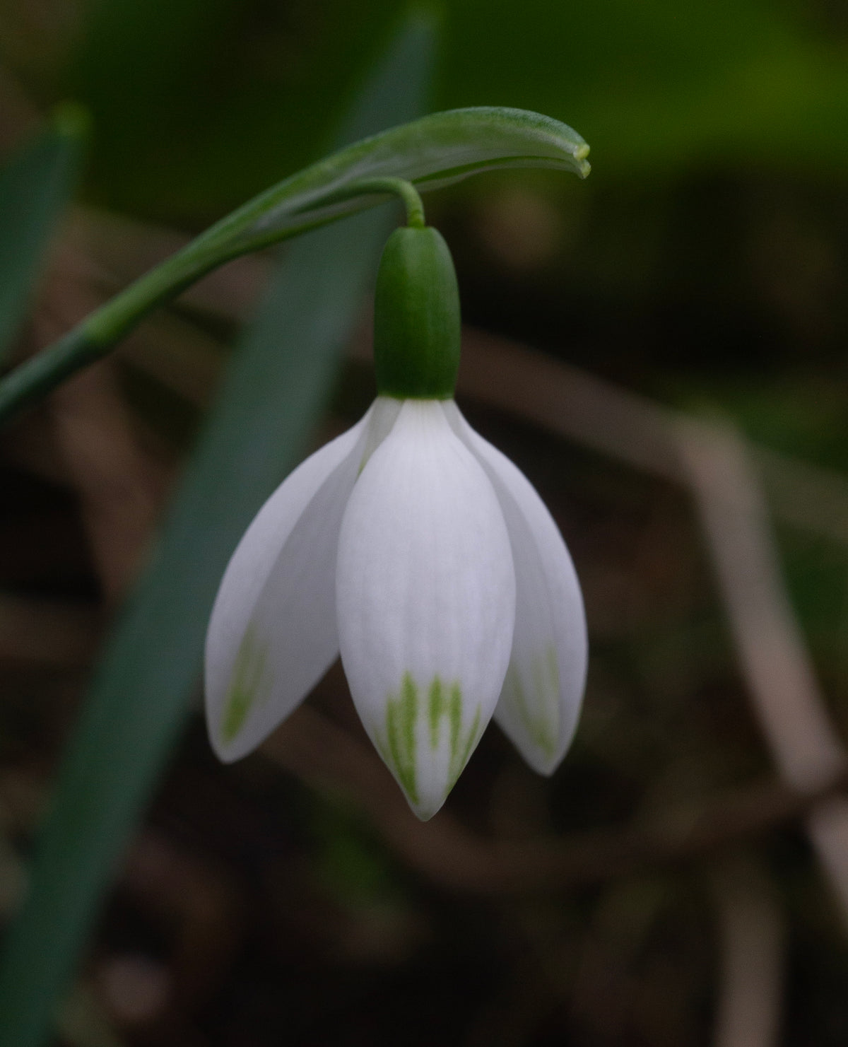 Galanthus elwesii 'Jessica' snowdrop – photo 3