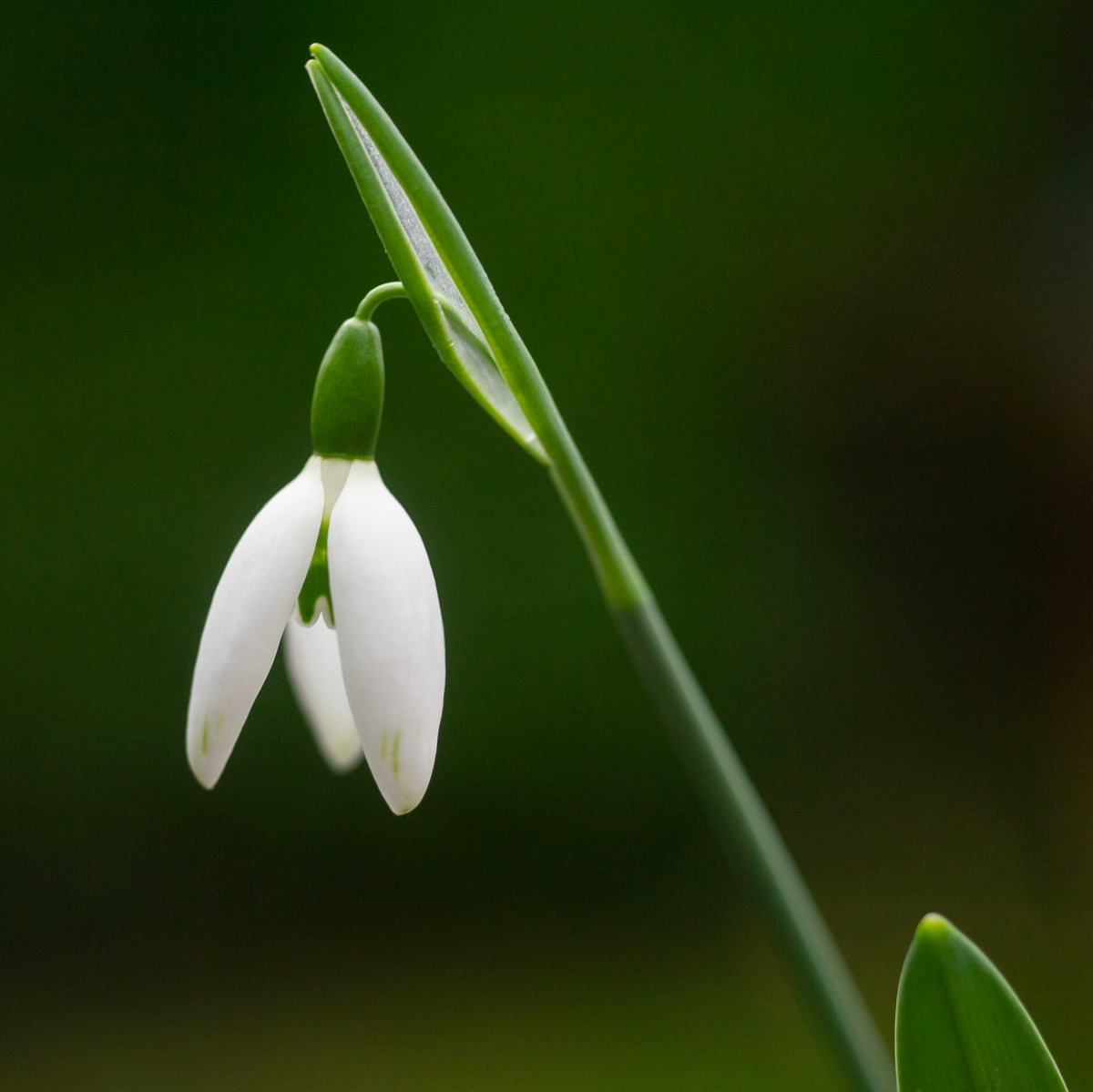 Galanthus elwesii 'Jessica' snowdrop – photo 5