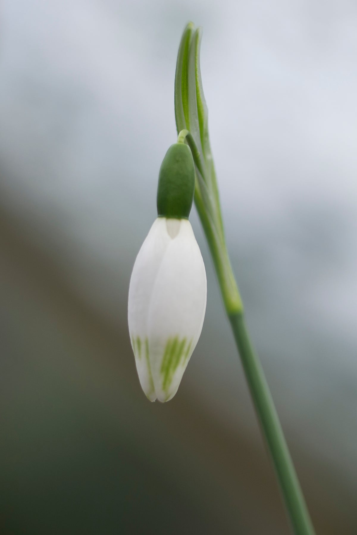 Galanthus elwesii 'Jessica' snowdrop – photo 4