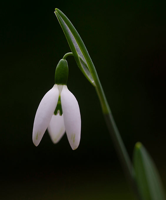 Galanthus elwesii 'Jessica' snowdrop – photo 6