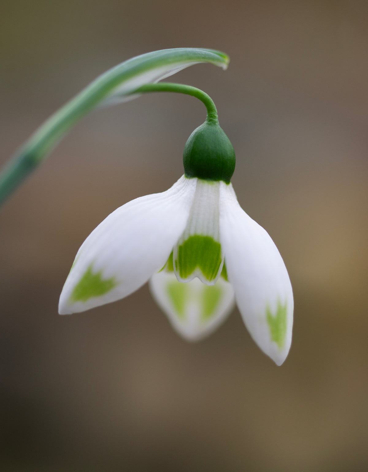 Galanthus elwesii 'Ladybird' snowdrop – photo 4