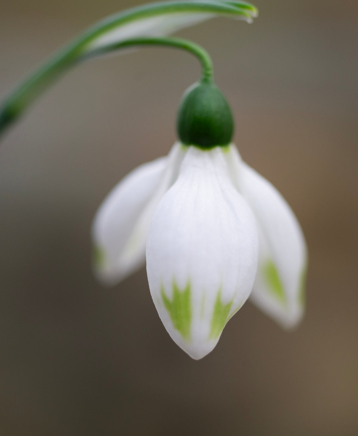 Galanthus elwesii 'Ladybird' snowdrop – photo 3
