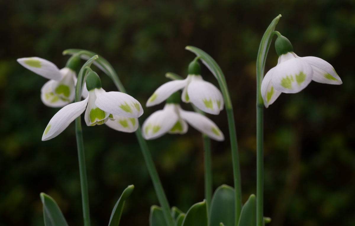 Galanthus elwesii 'Ladybird' snowdrop – photo 2
