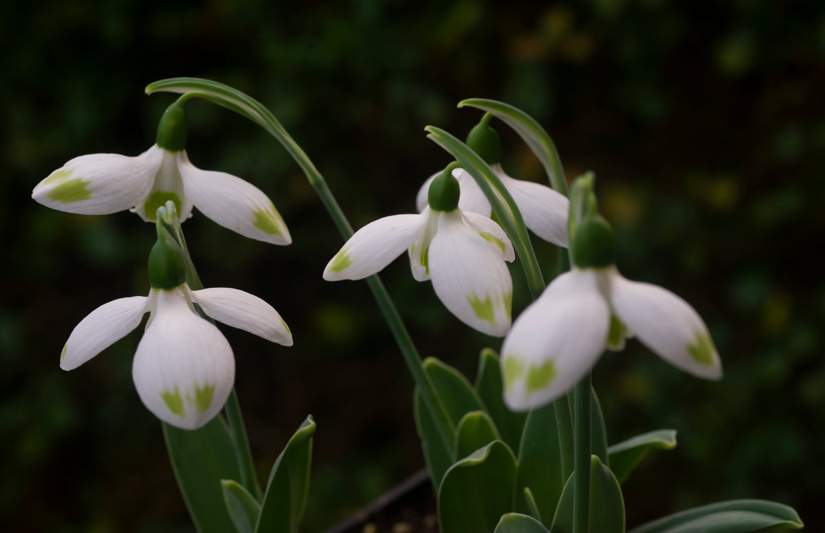 Galanthus elwesii 'Ladybird' snowdrop – photo 5