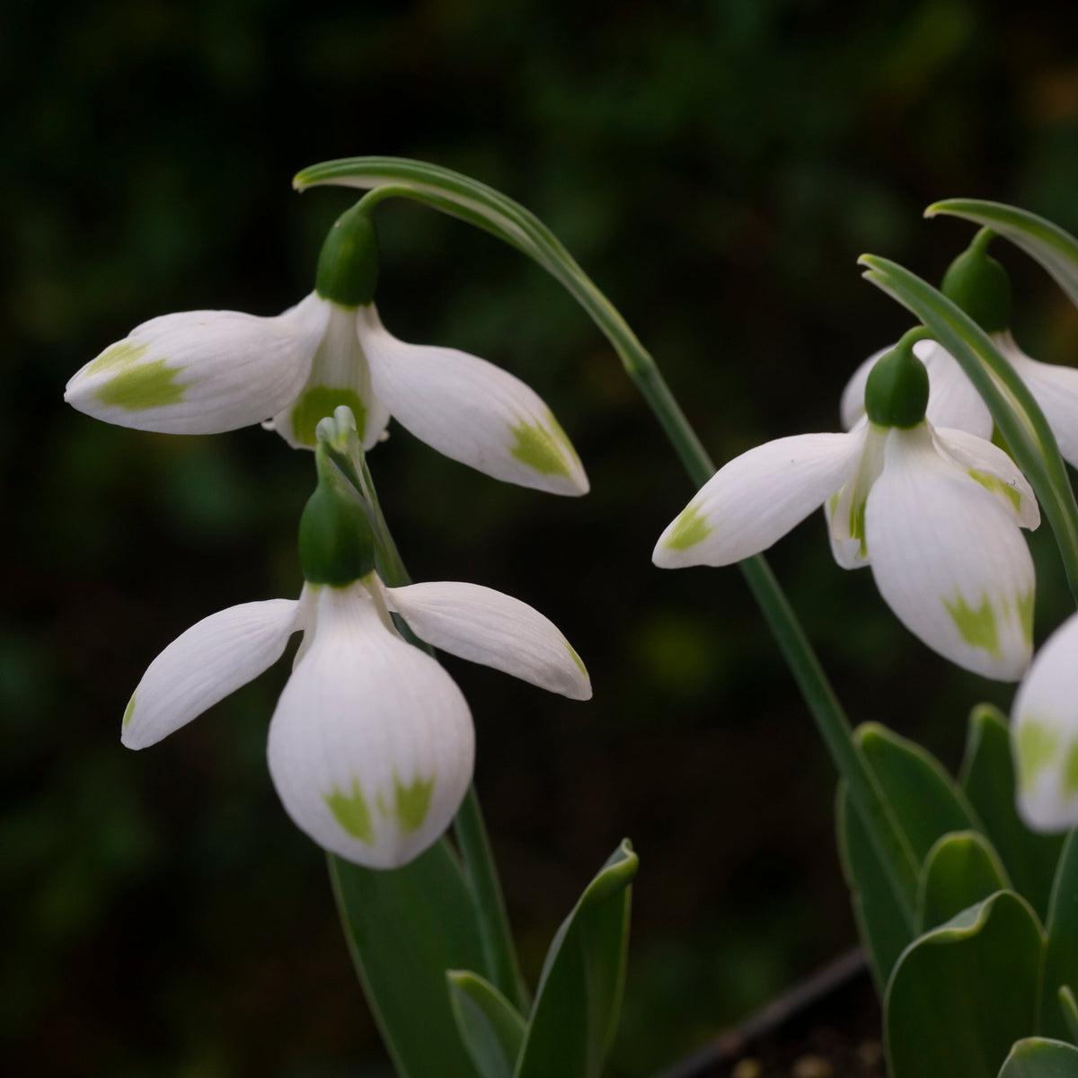Galanthus elwesii 'Ladybird' snowdrop flower