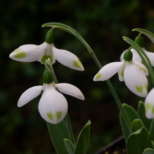 Galanthus elwesii 'Ladybird' snowdrop flower