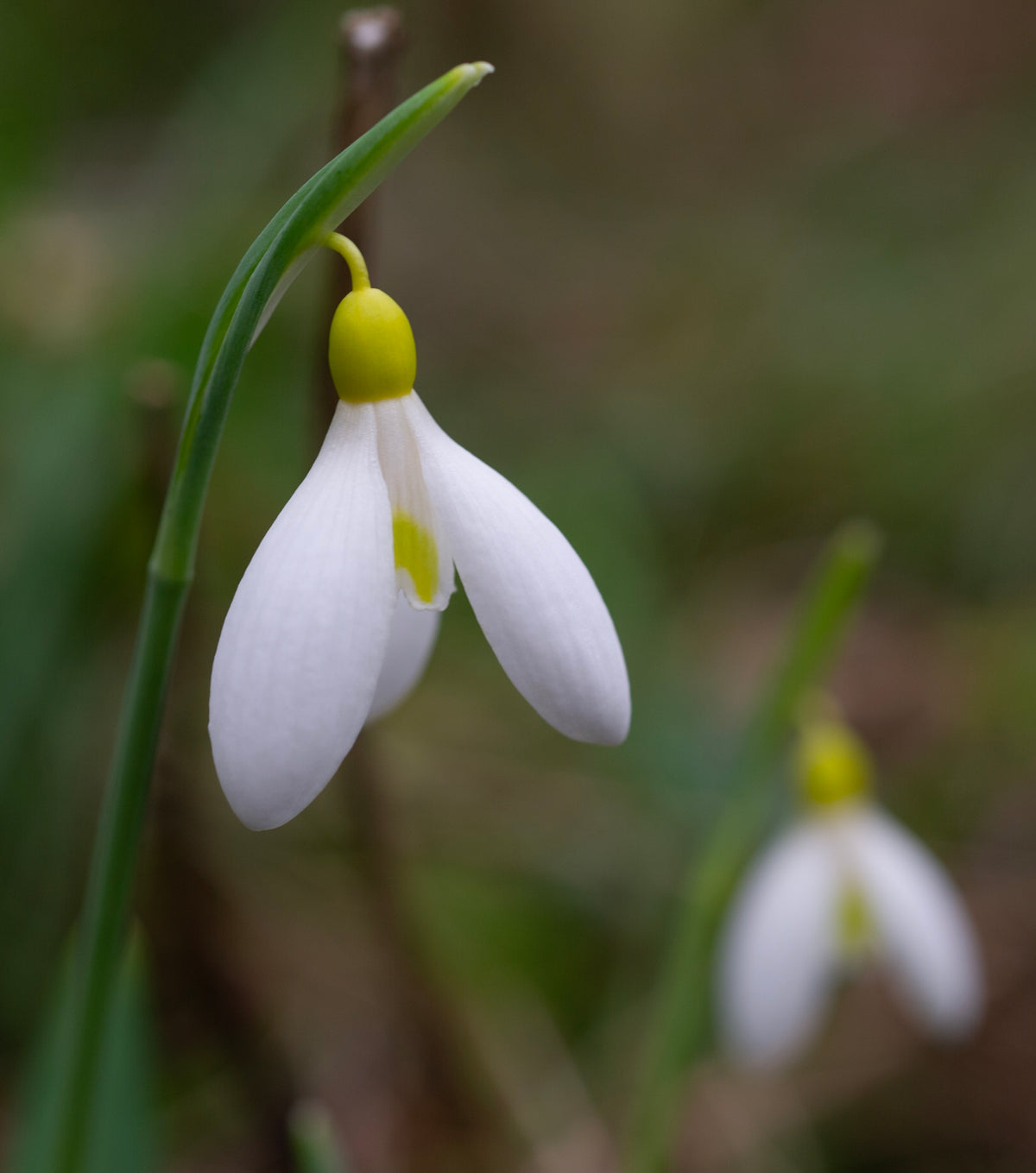 Galanthus plicatus 'Madelaine' snowdrop – photo 4
