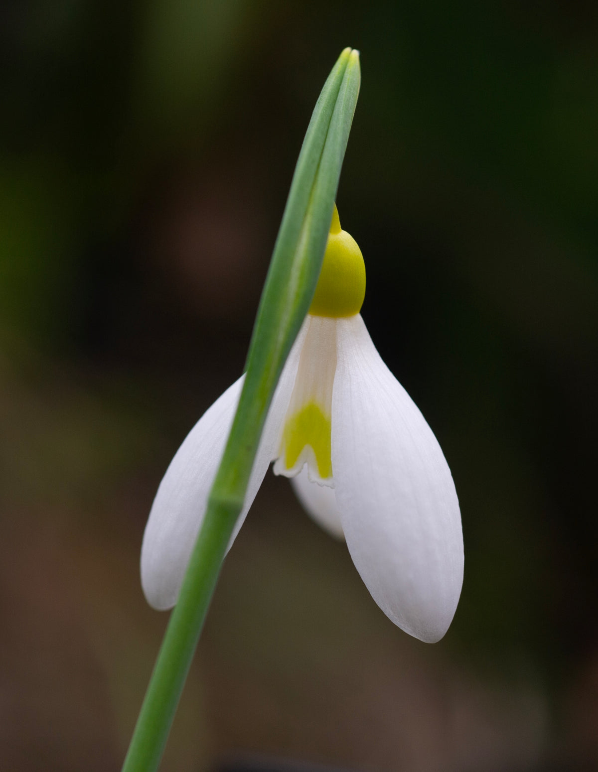 Galanthus plicatus 'Madelaine' snowdrop – photo 5