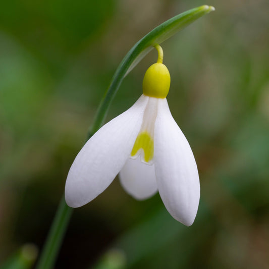 Galanthus plicatus 'Madelaine' snowdrop flower