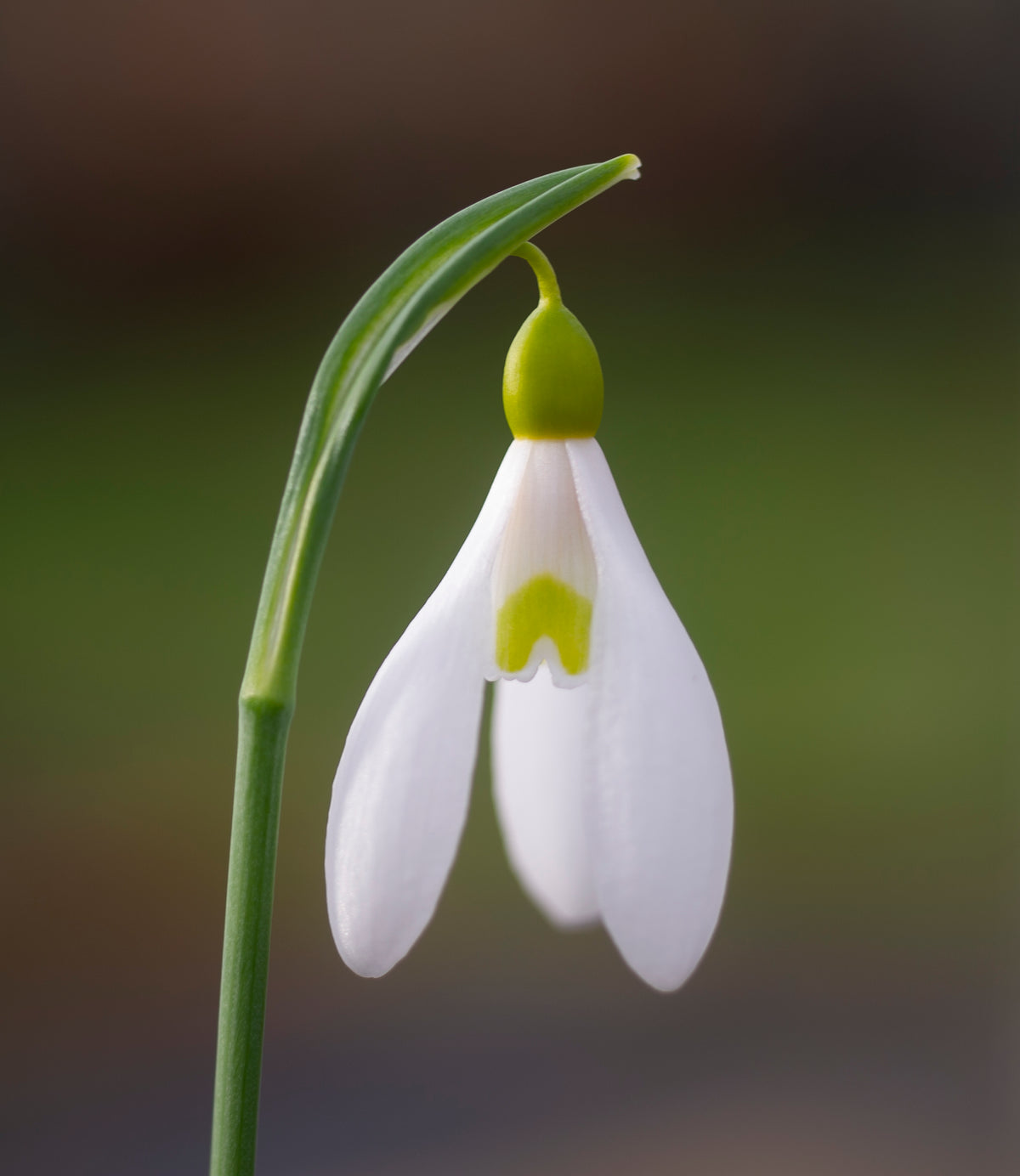 Galanthus plicatus 'Madelaine' snowdrop – photo 6