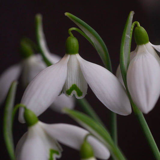 Galanthus 'Martin' snowdrop flower