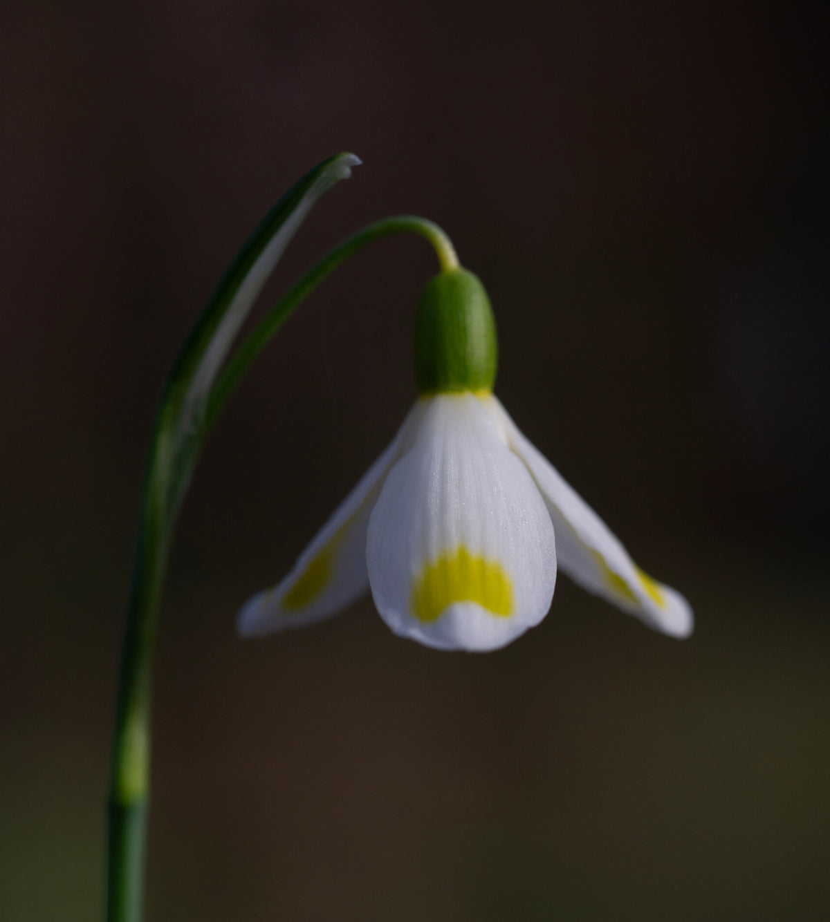Galanthus x valentinei 'Midas' snowdrop – photo 4