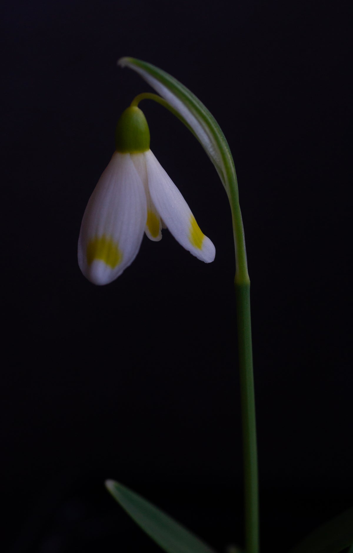 Galanthus x valentinei 'Midas' snowdrop – photo 5