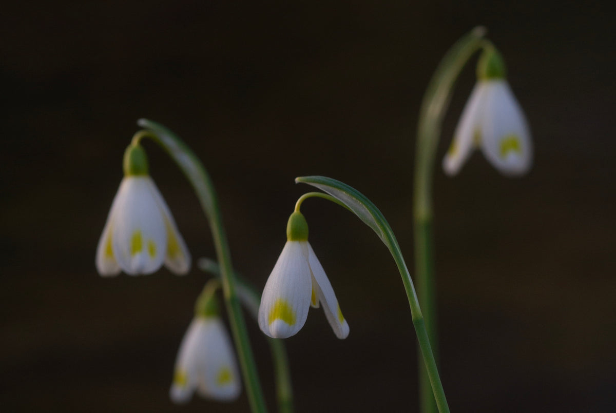 Galanthus x valentinei 'Midas' snowdrop – photo 3