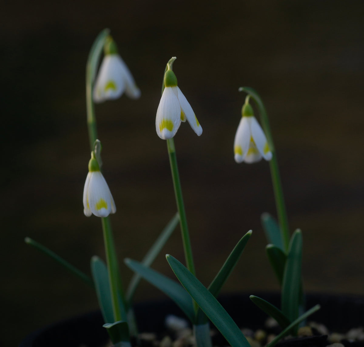 Galanthus x valentinei 'Midas' snowdrop – photo 6