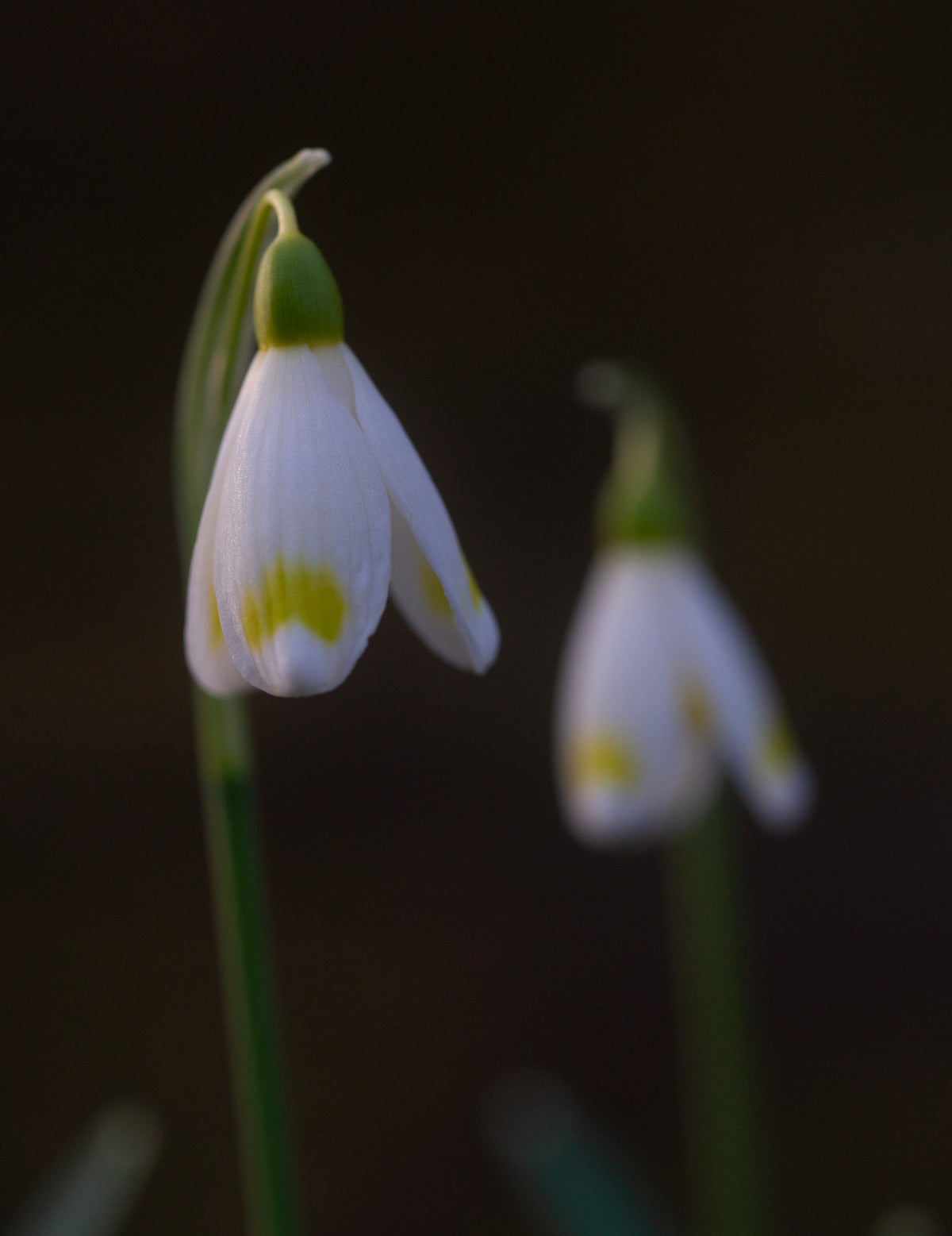 Galanthus x valentinei 'Midas' snowdrop – photo 7