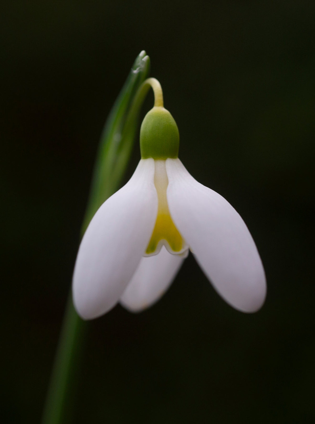 Galanthus 'Mother Goose' snowdrop – photo 2