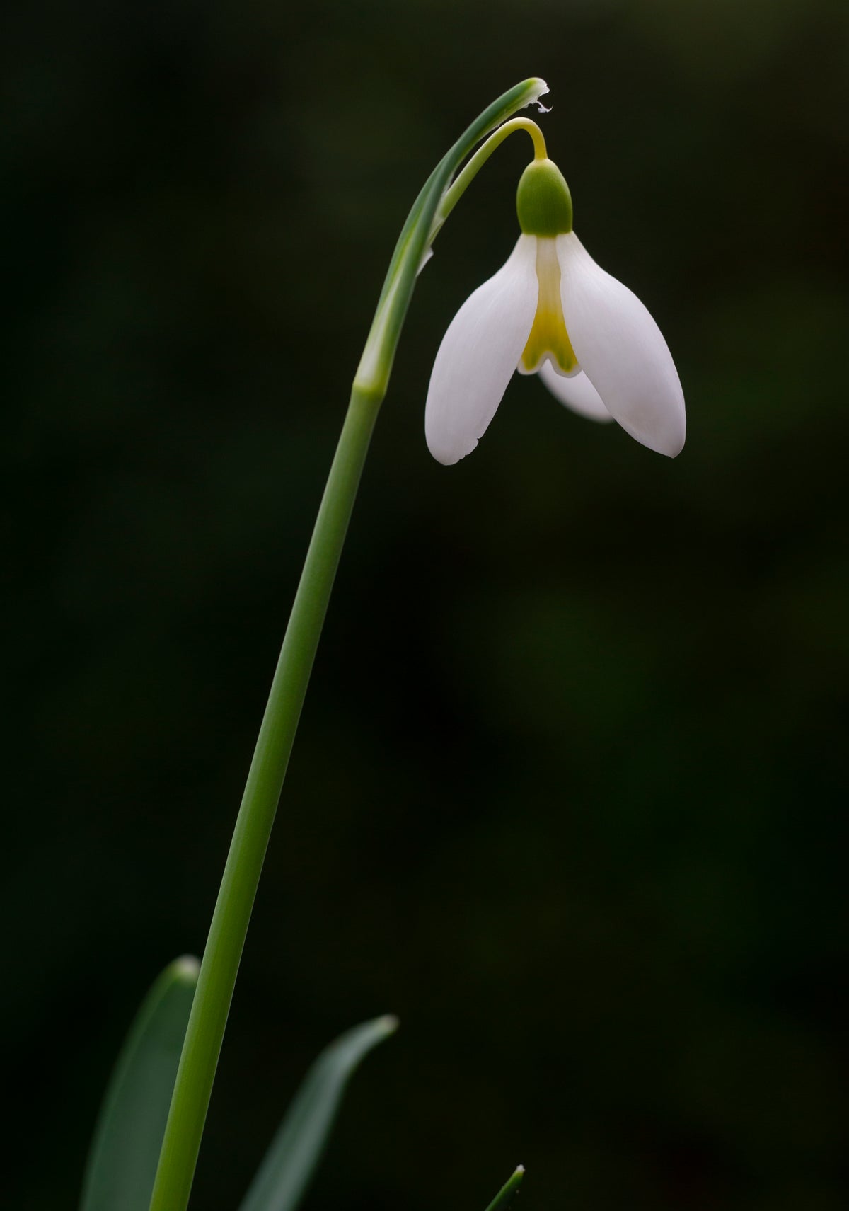 Galanthus 'Mother Goose' snowdrop – photo 7