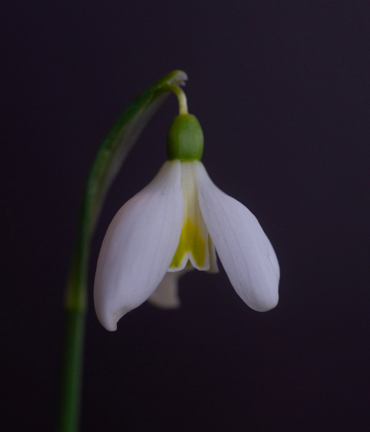 Galanthus 'Mother Goose' snowdrop – photo 3