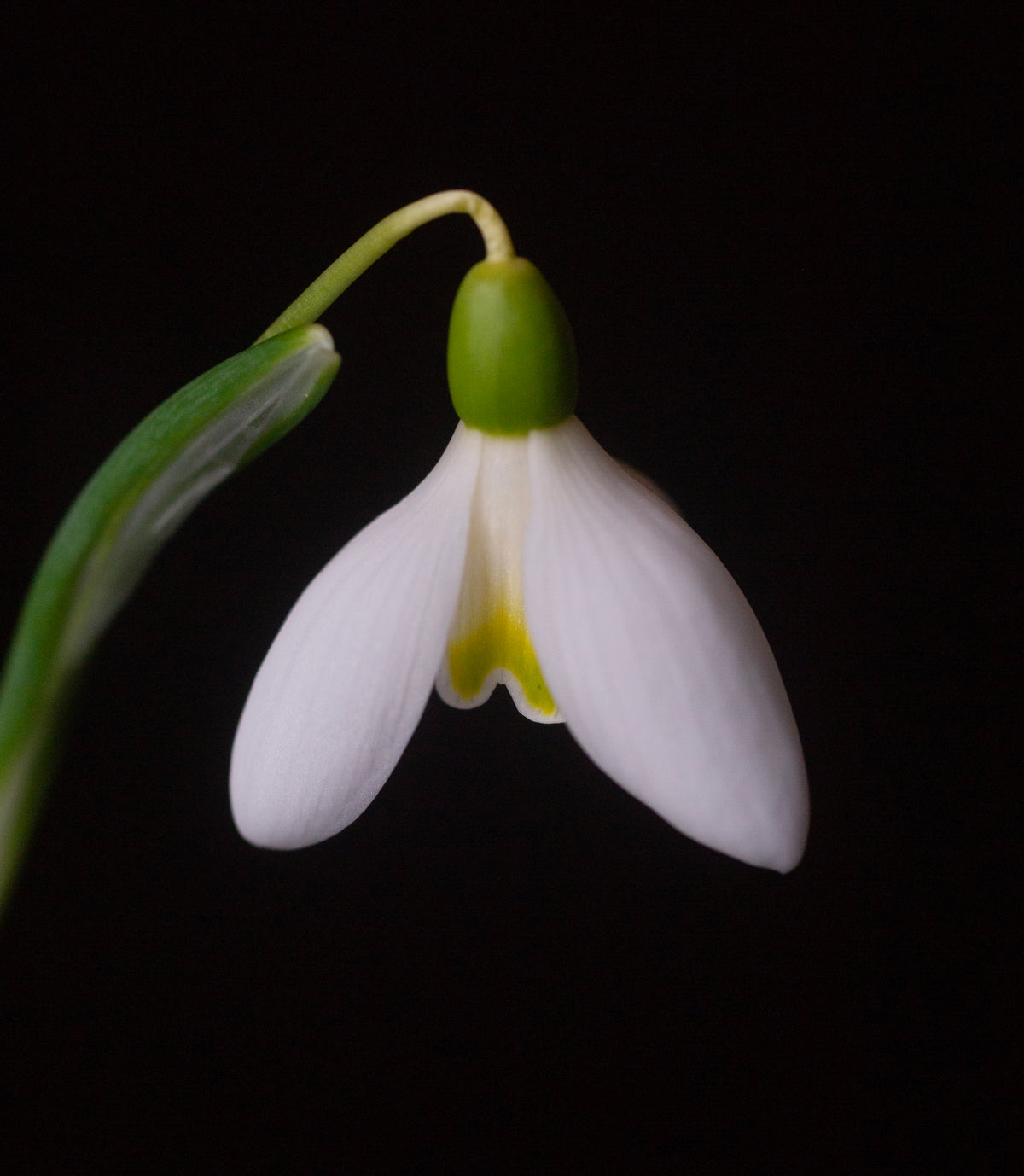 Galanthus 'Mother Goose' snowdrop – photo 5