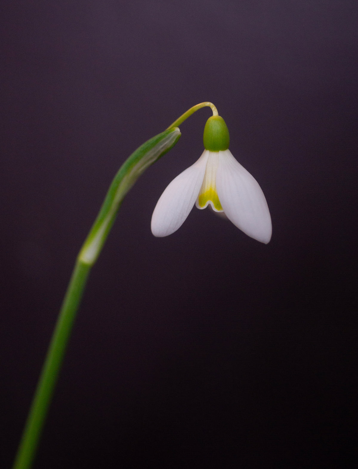 Galanthus 'Mother Goose' snowdrop – photo 6