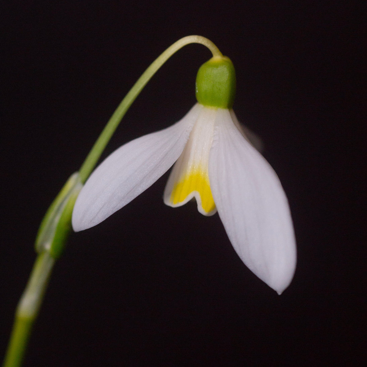 Galanthus 'Mother Goose' snowdrop flower