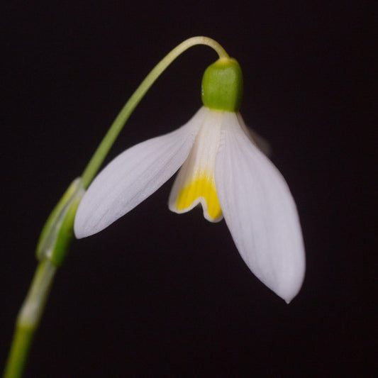 Galanthus 'Mother Goose' snowdrop flower