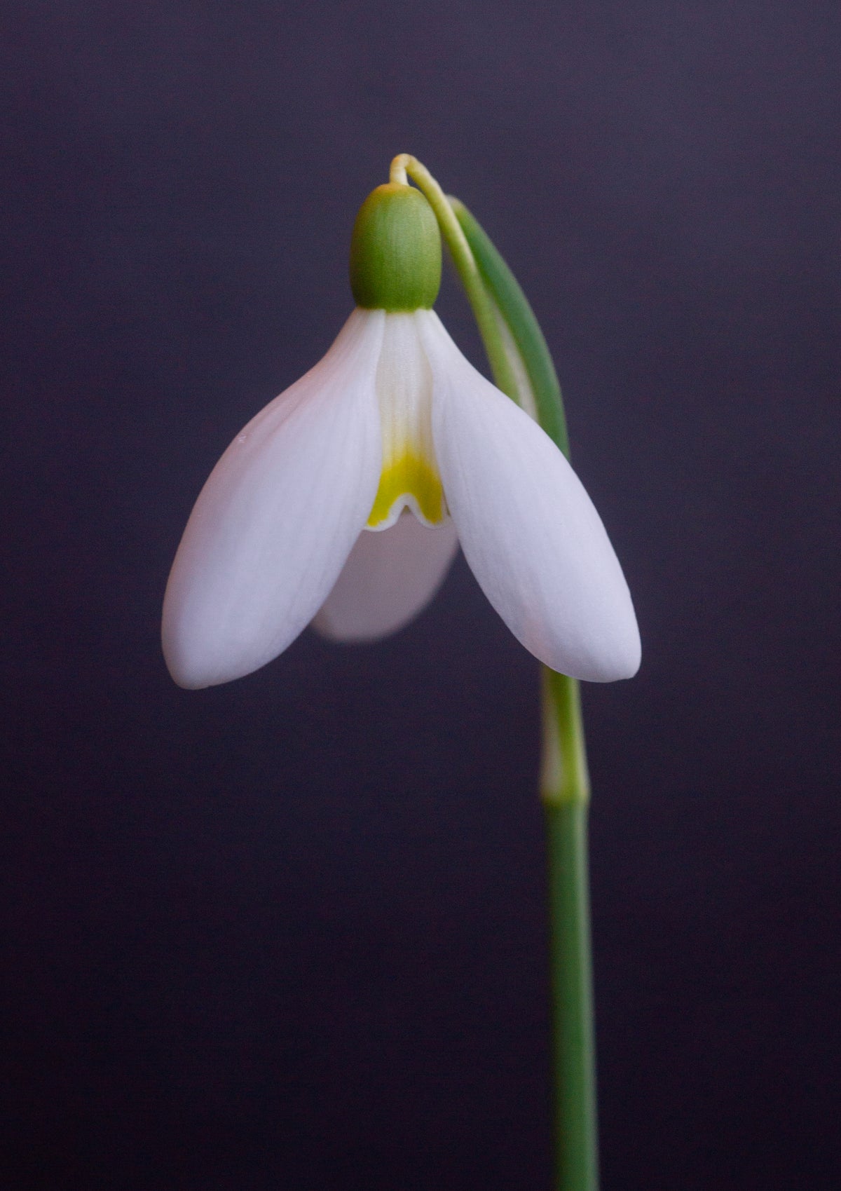 Galanthus 'Mother Goose' snowdrop – photo 8