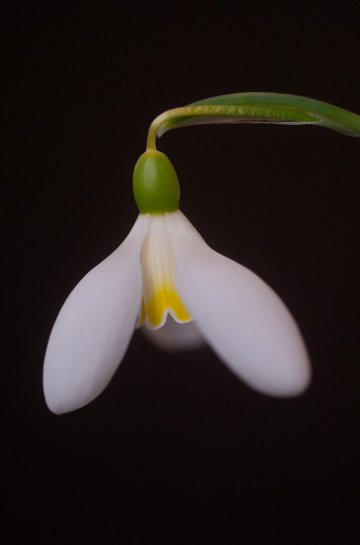 Galanthus 'Mother Goose' snowdrop – photo 4