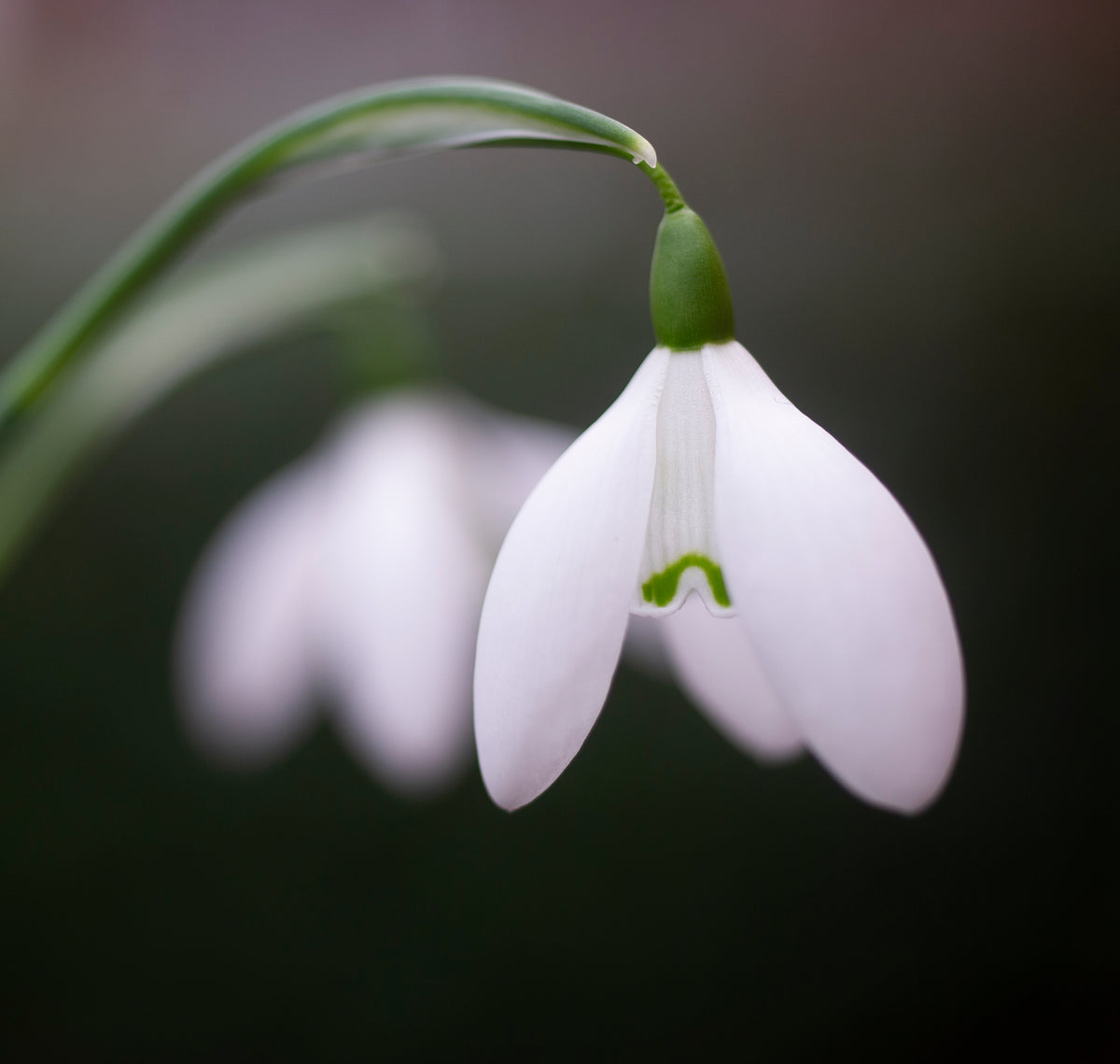 Galanthus 'Mrs. Thompson' snowdrop – photo 3