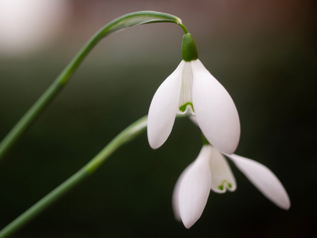 Galanthus 'Mrs. Thompson' snowdrop – photo 4
