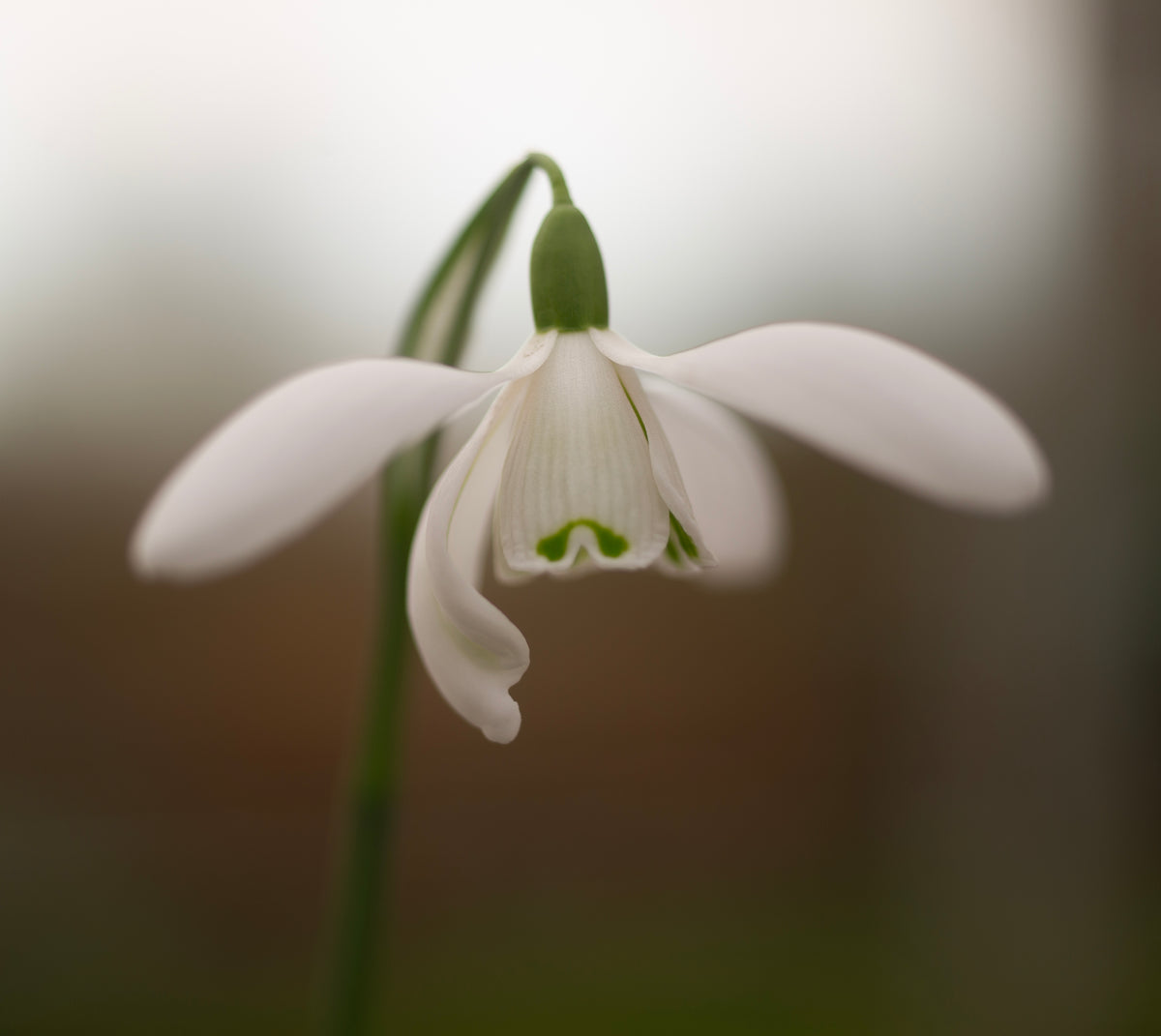 Galanthus 'Mrs. Thompson' snowdrop – photo 5