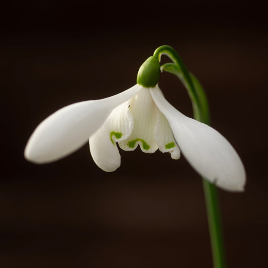 Galanthus 'Mrs. Thompson' snowdrop flower