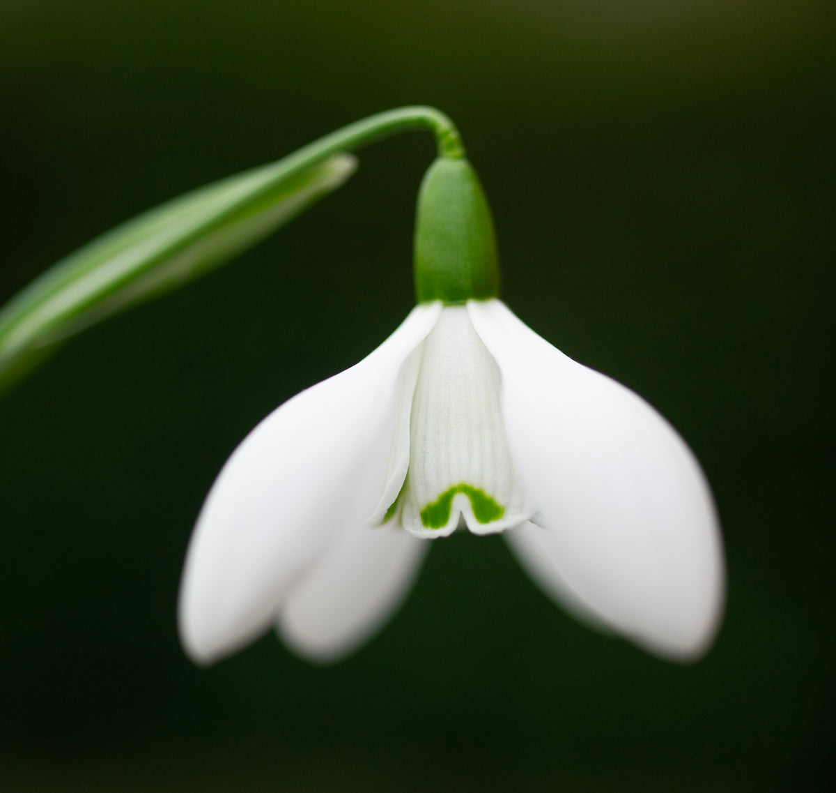 Galanthus 'Mrs. Thompson' snowdrop – photo 6