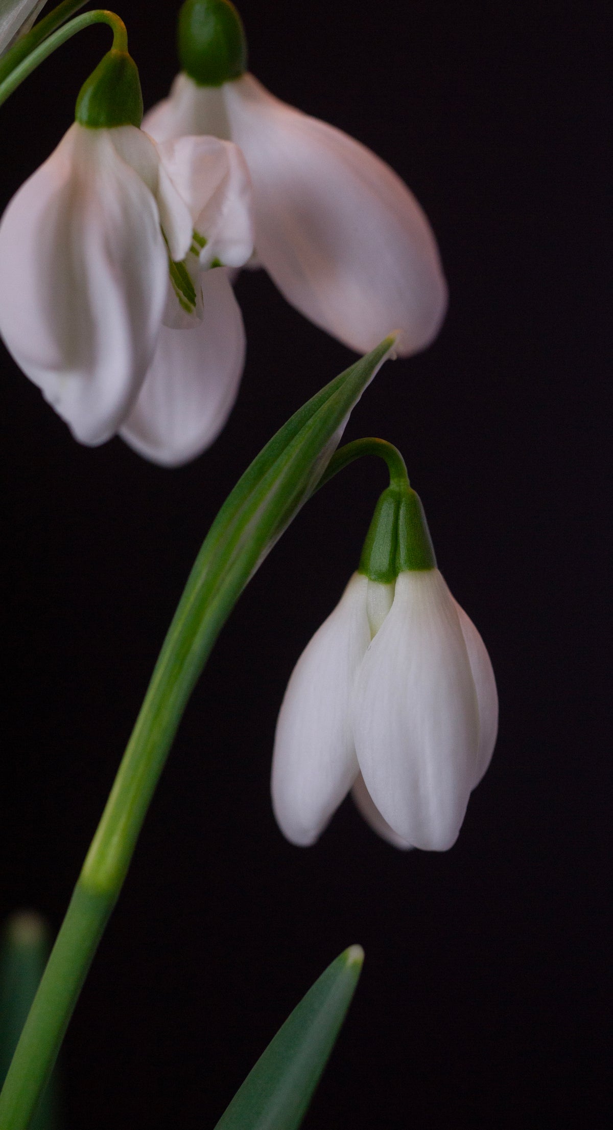 Galanthus 'Mrs. Thompson' snowdrop – photo 7