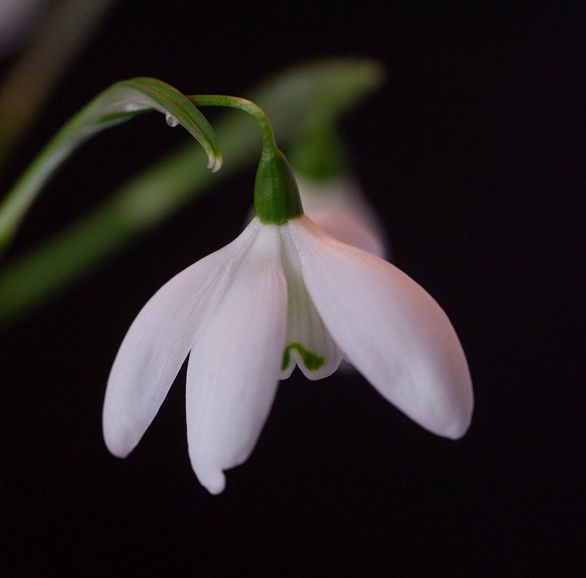 Galanthus 'Mrs. Thompson' snowdrop – photo 8