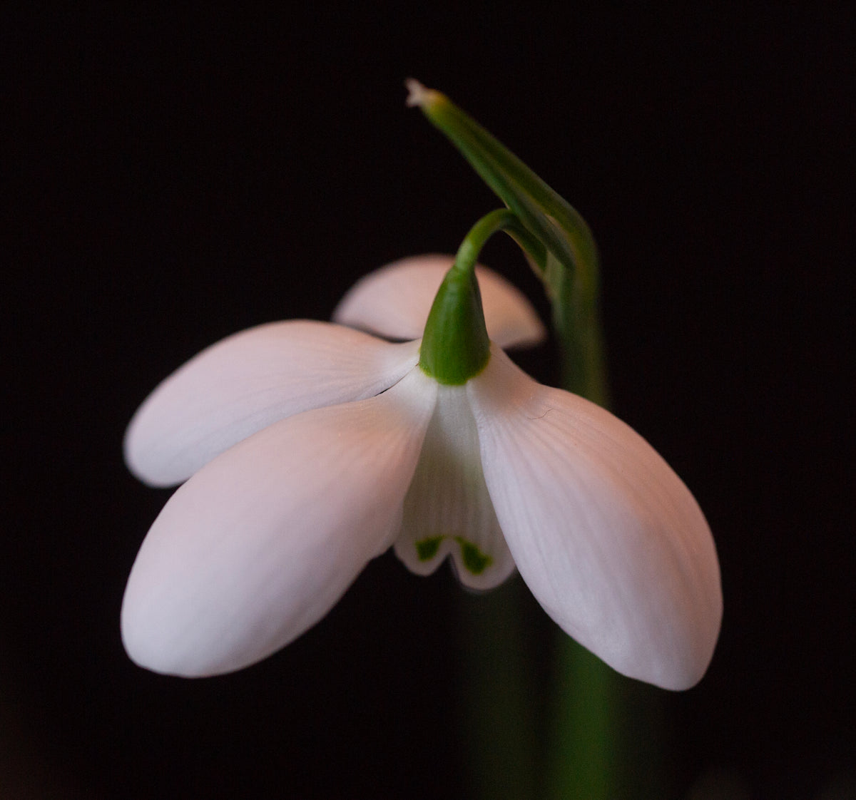 Galanthus 'Mrs. Thompson' snowdrop – photo 9