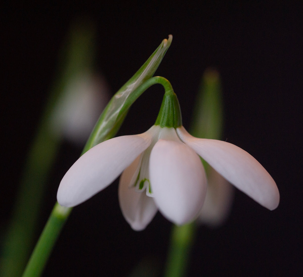 Galanthus 'Mrs. Thompson' snowdrop – photo 10