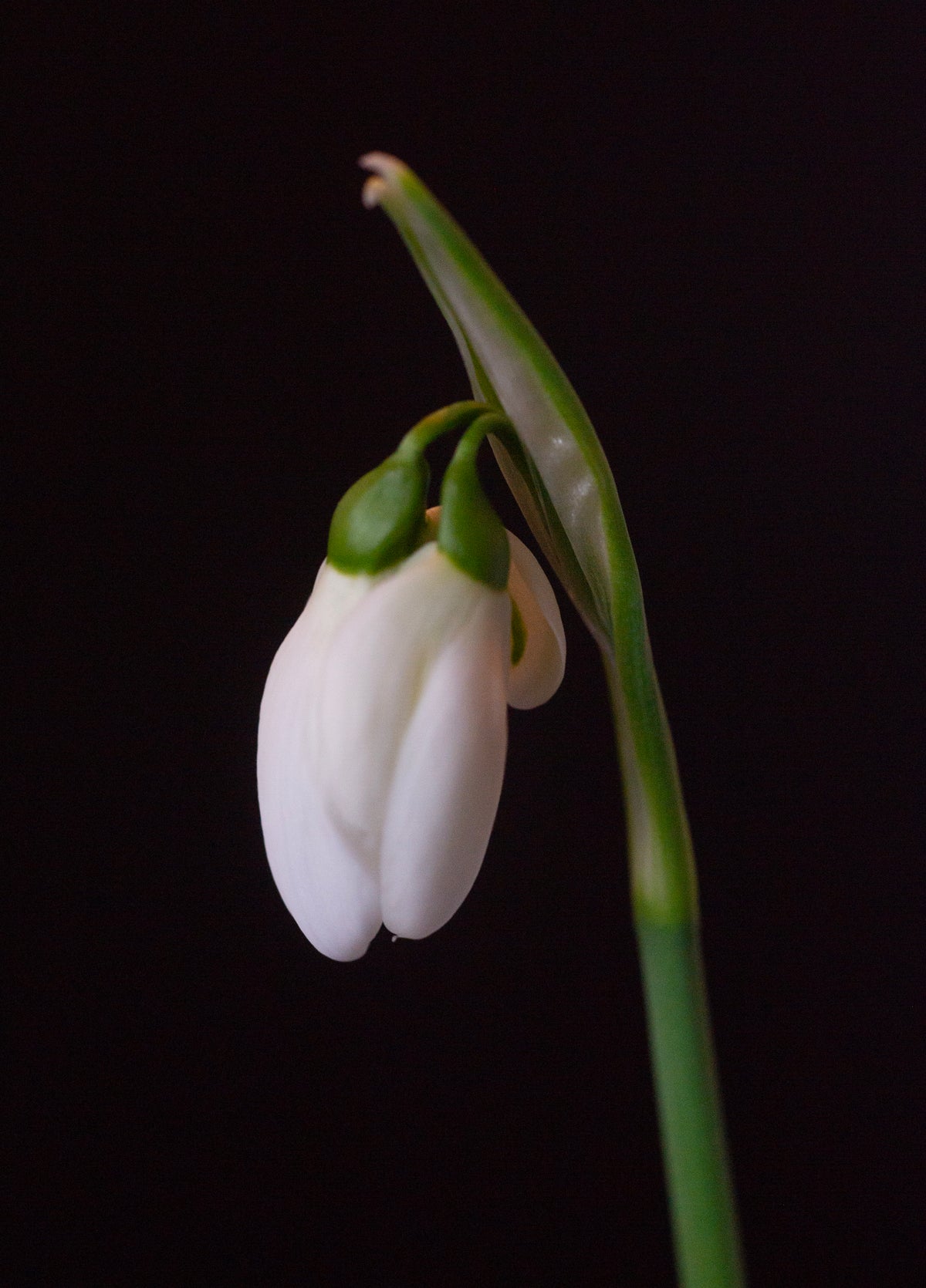 Galanthus 'Mrs. Thompson' snowdrop – photo 11