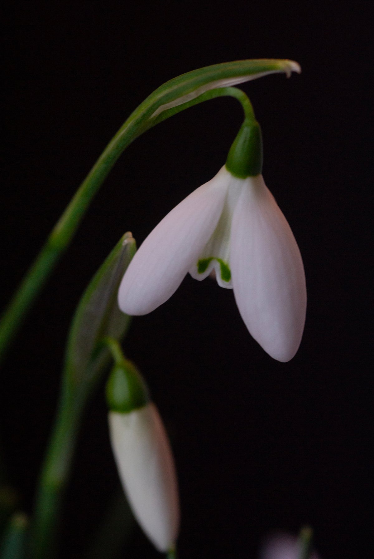 Galanthus 'Mrs. Thompson' snowdrop – photo 12