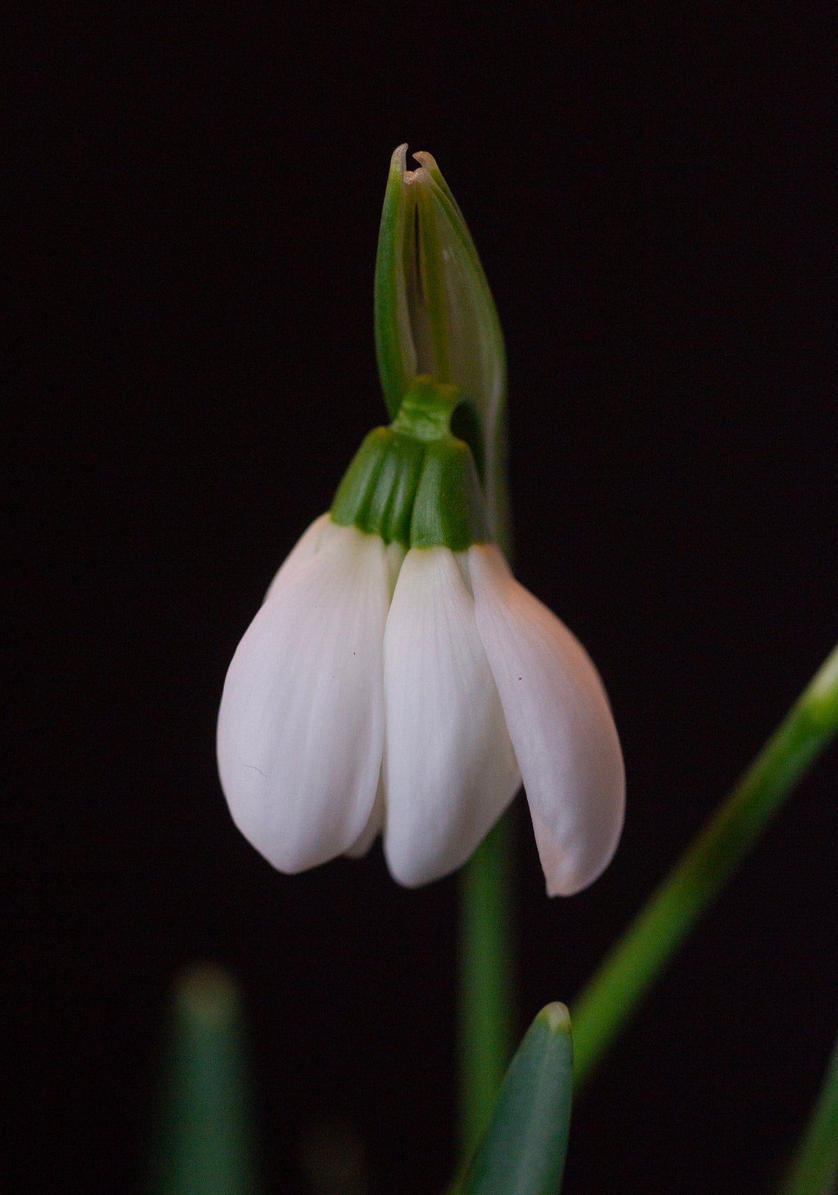 Galanthus 'Mrs. Thompson' snowdrop – photo 13