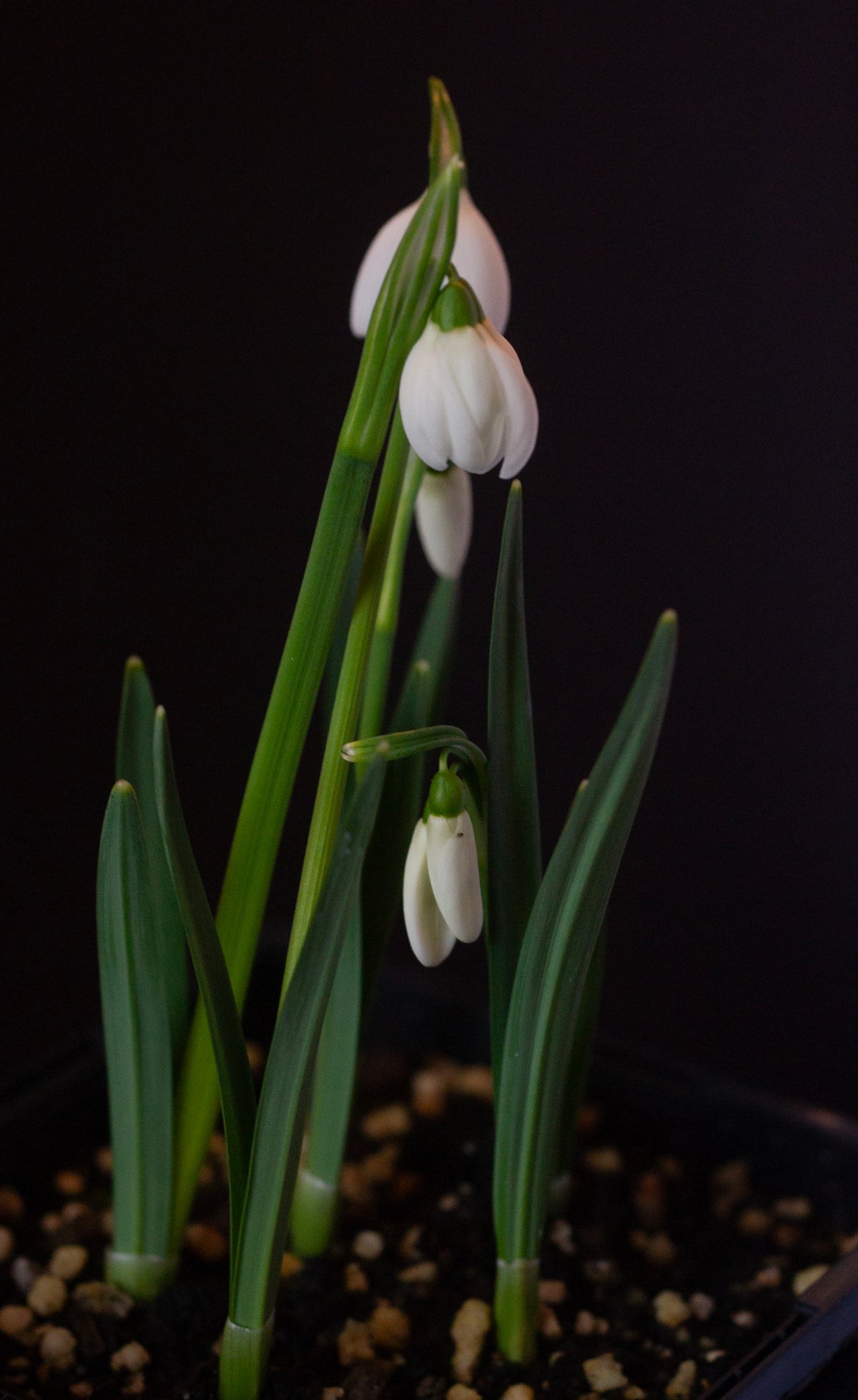 Galanthus 'Mrs. Thompson' snowdrop – photo 14