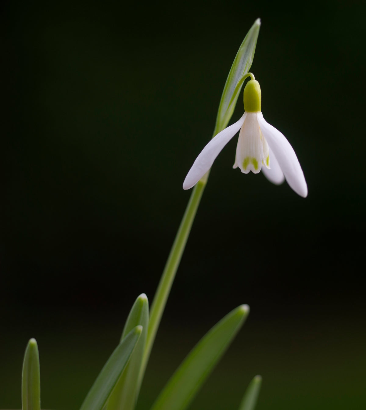 Galanthus nivalis 'Norfolk Blonde' snowdrop – photo 3