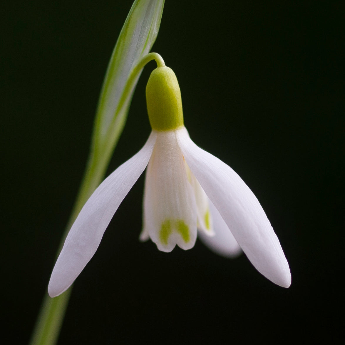 Galanthus nivalis 'Norfolk Blonde' snowdrop flower